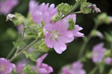 Yazın, yaban ördeği doğada büyür ve çiçek açar.