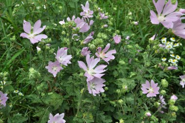 Yazın, yaban ördeği doğada büyür ve çiçek açar.