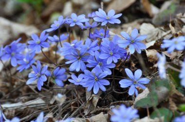 Ormanda ilkbahar çiçek açıyor Hepatica nobilis.