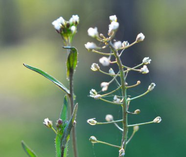 Doğada, tarla Capsella bursa-pastoris açar.
