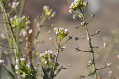 Doğada, tarla Capsella bursa-pastoris açar.