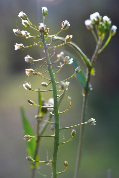 Природе Поле Цветет Capsella Bursa Pastoris — стоковое фото