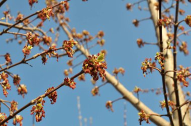 İlkbaharda, doğada akçaağaç (Acer negundo) çiçek açar.