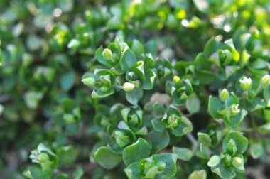 İlkbaharda Stellaria medyası doğada büyüyor.