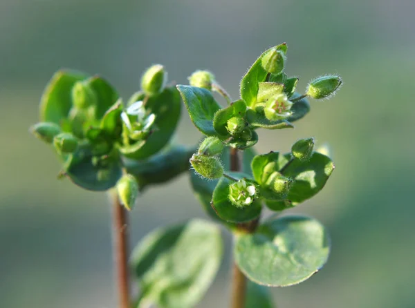 Lkbaharda Stellaria Medyası Doğada Büyüyor — Stok fotoğraf