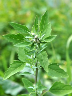 Doğada, alan bir Chenopodium albümü yetiştirir.