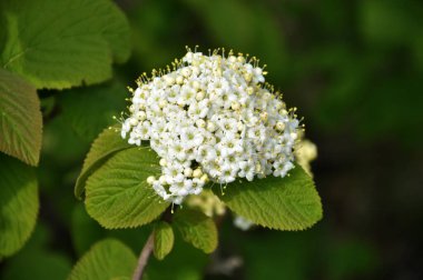 İlkbaharda Viburnum 'un vahşi çiçeklerinde (Viburnum lantana)