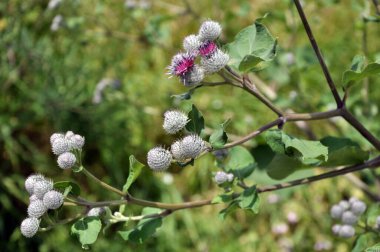 Yaban hayatı bloom Dulavratotu. Bitki Arıcılık için tıp, beslenme ve bal bitki olarak kullanılır