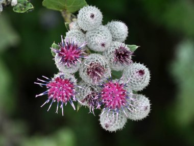 Yaban hayatı bloom Dulavratotu. Bitki Arıcılık için tıp, beslenme ve bal bitki olarak kullanılır