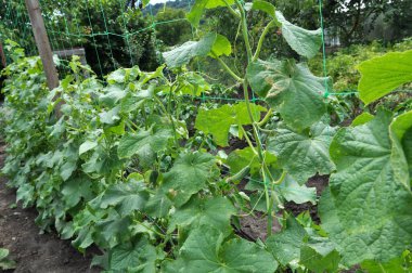 Salatalıklar açık organik topraklarda yetiştirilir. Izgarayı destek olarak kullanırlar.