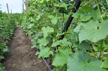 Salatalıklar açık organik topraklarda yetiştirilir. Izgarayı destek olarak kullanırlar.
