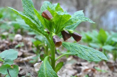 Ormandaki ilkbaharda nadir bulunan Scopolia Carniolica bitkisi çiçek açar.