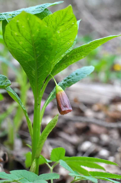 在春天的森林里 野花盛开着稀有的植物 — 图库照片