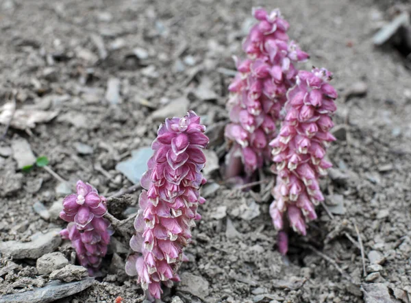 Våren Växer Lathraea Squamaria Vilt Naturen — Stockfoto