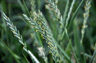 Vahşi doğada, bir kanepe çimeni (Elymus tövbe eder) çayırda mısır gevreği yetişir.
