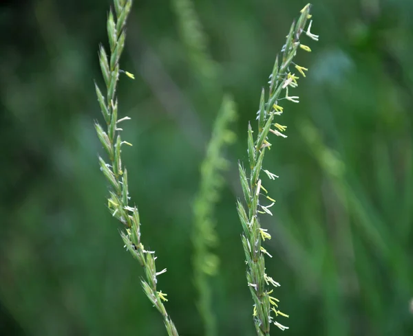 Дикой Природе Диван Травы Elymus Repens Зерновые Растения Растут Лугу — стоковое фото