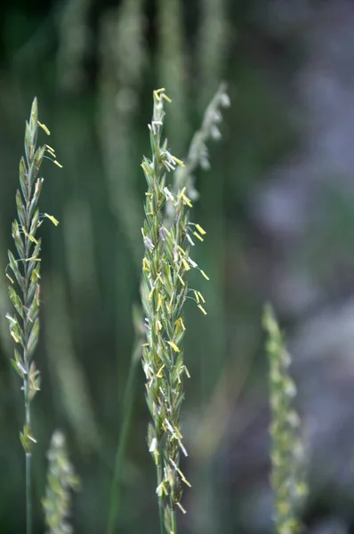 在野外 草地上生长着一种沙发草 Elymus Repen 谷类植物 — 图库照片