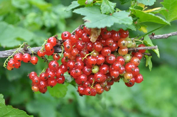 Ramo Arbusto Bagas São Groselha Vermelha Madura Ribes Rubrum — Fotografia de Stock