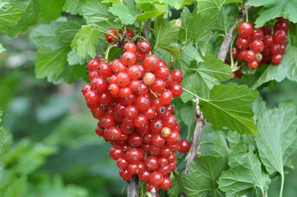 Gałęzi Jagody Krzewu Dojrzałe Czerwona Porzeczka Ribes Rubrum — Zdjęcie stockowe