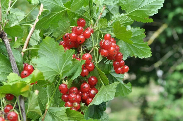 Branch Bush Berries Ripe Redcurrant Ribes Rubrum — Stock Photo, Image