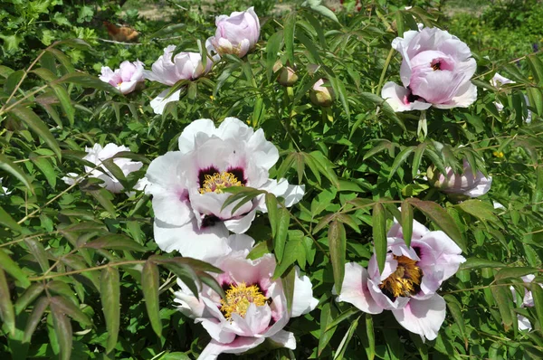 Primavera Jardín Lecho Flores Peonía Como Árbol Paeonia Suffruticosa — Foto de Stock