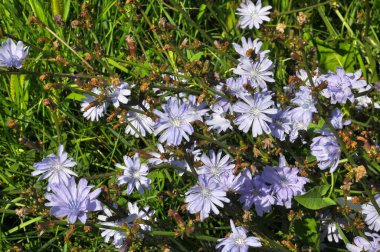 Chicory (Cichorium intybus) yazın vahşi doğada çiçek açar