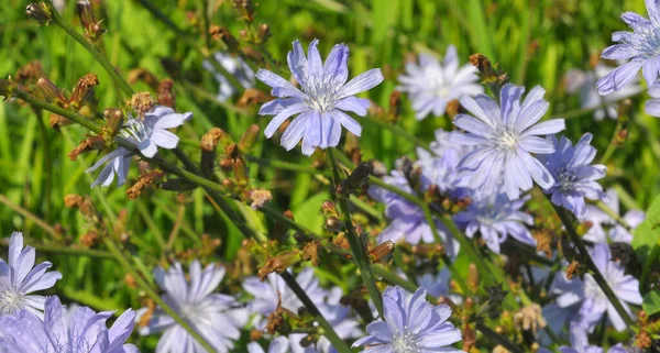 Nyáron Virágzik Cikória Cichorium Intybus Vadonban — Stock Fotó