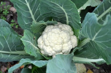 Cauliflower grows in organic soil in the garden on the vegetable area clipart