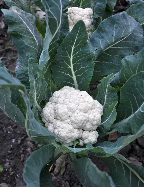 Bloemkool Groeit Biologische Grond Tuin Het Moestuin — Stockfoto