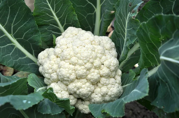 Blumenkohl Wächst Bio Boden Garten Auf Der Gemüsefläche — Stockfoto