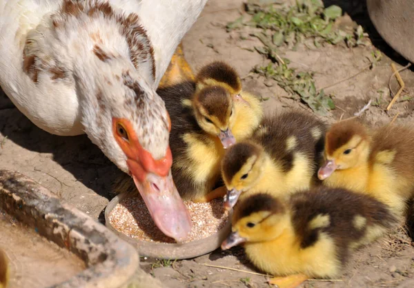 Canard Musqué Femelle Cairina Moschata Avec Couvée Deux Jours — Photo