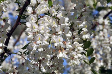 Baharda, vahşi doğada beyaz akasya çiçek açar.