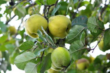 Ayva meyveleri çalılığın dalında olgunlaşır.