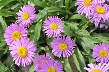 Asterlar bahçede bir çiçek tarlasında çiçek açar.