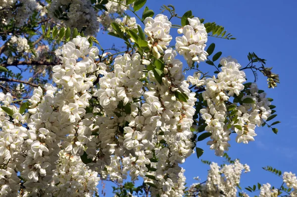 Våren Blommar Vit Akacia Det Vilda — Stockfoto