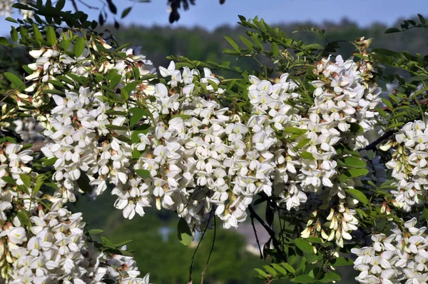 Primavera Acácia Branca Floresce Natureza — Fotografia de Stock