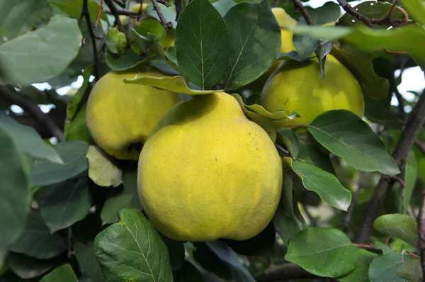 Los Frutos Del Membrillo Maduran Rama Del Arbusto — Foto de Stock