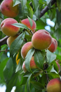 Yeşil yapraklı bir ağacın dalında olgun şeftali meyveleri yetişir.
