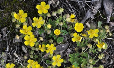 İlkbaharda, doğada potansiyel büyür.