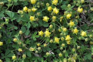 İlkbaharda, doğada potansiyel büyür.