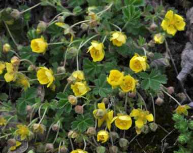 İlkbaharda, doğada potansiyel büyür.