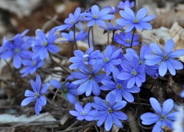 Ormanda ilkbahar çiçek açıyor Hepatica nobilis.