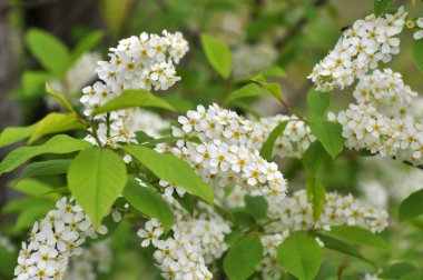 İlkbaharda, prunus padus doğada büyür ve çiçek açar.