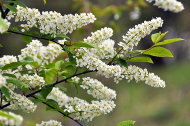 İlkbaharda, prunus padus doğada büyür ve çiçek açar.