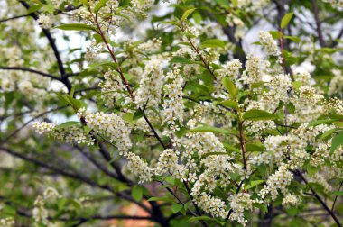İlkbaharda, prunus padus doğada büyür ve çiçek açar.