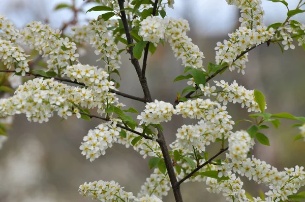 Frühling Wächst Und Blüht Prunus Padus Der Natur — Stockfoto