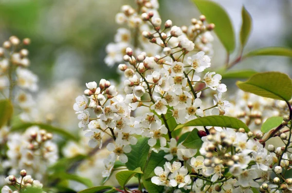 Wiosną Prunus Padus Rośnie Kwitnie Naturze — Zdjęcie stockowe