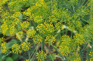 In the open ground in the garden grows vegetable dill