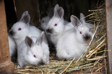 Kaliforniya cinsinin genç tavşanları.
