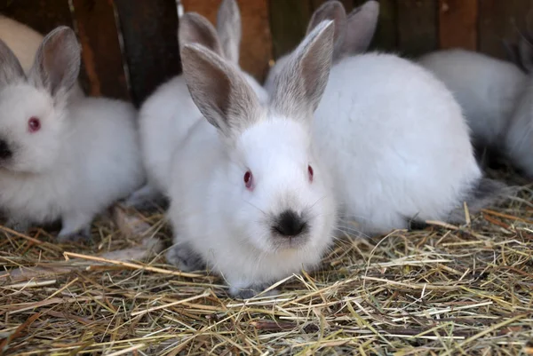 Ein Junges Kaninchen Der Kalifornischen Rasse — Stockfoto